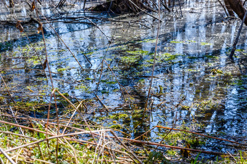 Swamp in the forest on early spring