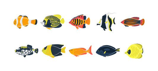 Isolated fish illustration. Set of freshwater aquarium cartoon colored fishes. Flat design sea tropical fish. collection