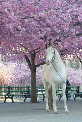 White horse below the cherry trees full of pink cherry bloom (latin: Cerasus)