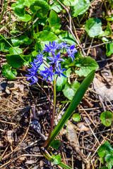 Blue scilla flowers in the forest on spring