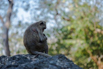 Rhesus Macaque, Animal, Breastfeeding, Animal Wildlife