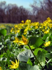 Fototapeta premium Flower growing in the forest.Flower.Blooms.Day