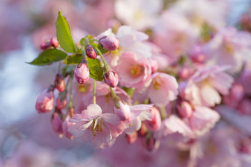 Fototapeta na wymiar Closeup of a branch of pink cherry bloom