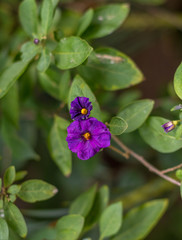 Small purple flower isolated against green foliage image with copy space