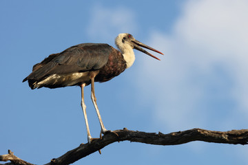 Wollhalsstorch / Woolly-necked stork / Ciconia episcopus