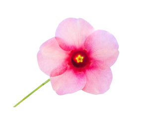 Fototapeta na wymiar Colorful flowers pink allamanda blooming isolated on white background with clipping path
