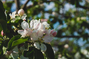 Spring flowers of an apple tree at clear bly sky. Frozen tree flowers after frost.