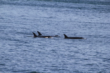 Fototapeta premium Orcas
