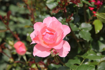 ピンク色のバラ(山形県)