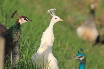 Peacock