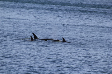Orcas
