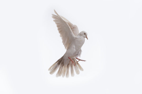 White dove in fly isolated at white background