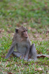 The macaque monkey on a tree on a blurred background.