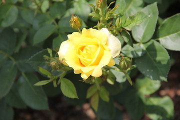 黄色のバラ(山形県)