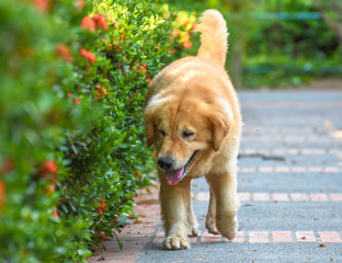 Golden Retriever Dog Walking Happily Outdoor