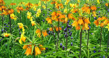 Meadow of bright and showy Fritillaria Imperialis flowers with Muscari and Daffodil flowers on background.