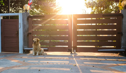 Dog Guarding the Gate