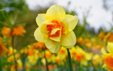 Obraz premium Bright and showy Daffodil flower close up on colorful flowering meadow background. Narcissus flowers.