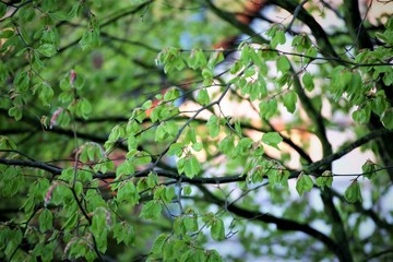 green leaves on tree