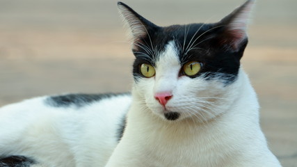 One cat lying on the concrete