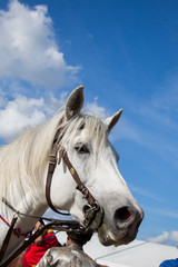 head of a  horse with partial harness in view