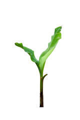 Young Banana tree growing isolated on white background with clipping path.