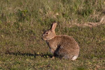 rabbit with myxomatosis, China desease, rhd
