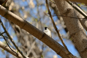 Sparrow sitting on a tree branch on a spring day
