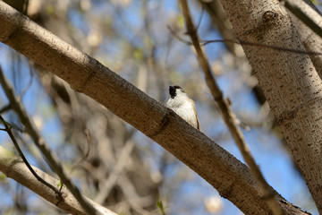 Sparrow sitting on a tree branch on a spring day