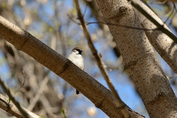 Sparrow sitting on a tree branch on a spring day