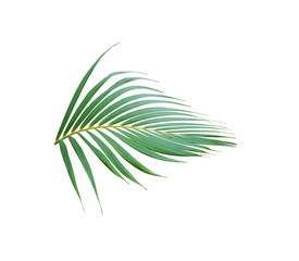 tropical frond green palm leaf tree isolated on white background