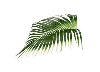 Obraz premium tropical green palm leaf tree isolated on white background