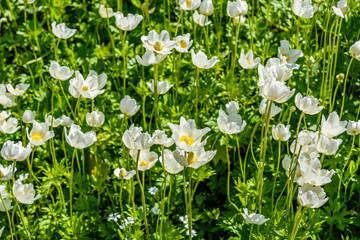 White anemone flowers in a garden on spring