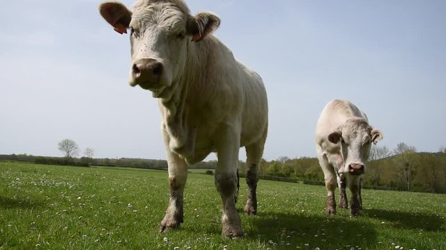 Charolais cows in the field in Burgundy (France)