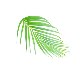 tropical green palm leaf tree isolated on white background