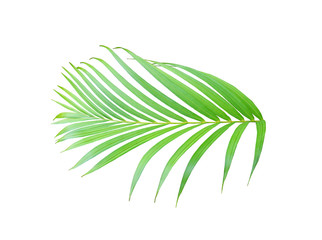 tropical green palm leaf tree isolated on white background