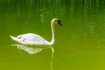 White swan in pond at city park