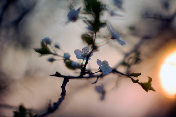  white cherry flowers on a blurry background of the setting sun