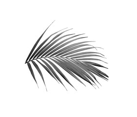 tropical frond green palm leaf tree isolated on white background