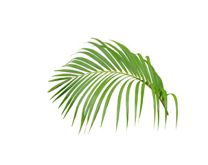 tropical green palm leaf tree isolated on white background
