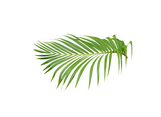 tropical green palm leaf tree isolated on white background
