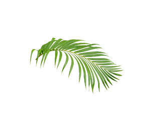 tropical green palm leaf tree isolated on white background