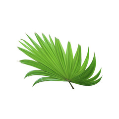 tropical green chinese windmill palm leaf tree isolated on white background