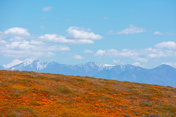 Antelope Valley California Poppy Reserve State Natural Reserve. California poppies  magnificent orange color meadows during seasonal super bloom with snow covered mountain in background