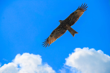 Obraz premium Eagle flying across the blue sky