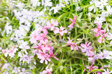 Colorful Phlox in the nature