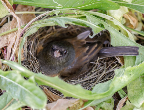 Dark-eyed Junco (Junco hyemalis) adult female nesting on eggs. Santa Clara County, California, USA.