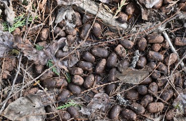 Moose droppings on a forest floor, pine needles and leaves surrounding. Early spring, brown foliage background.