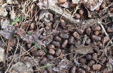 Moose droppings on a forest floor, pine needles and leaves surrounding. Early spring, brown foliage background.