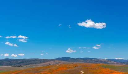 Fototapeta premium Antelope Valley California Poppy Reserve State Natural Reserve. California poppies flowers magnificent orange color meadows during seasonal super bloom.